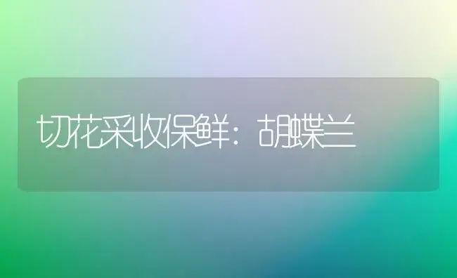 切花采收保鲜：胡蝶兰 | 家庭养花