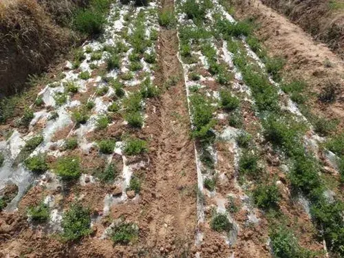 花卉果蔬盆景 | 蔬菜保护地设施——塑料薄膜覆盖