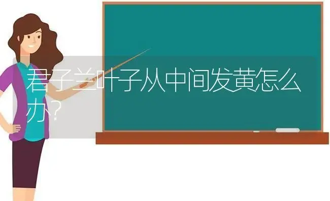 君子兰叶子从中间发黄怎么办？ | 绿植常识