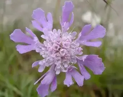 各种花的花语有哪些？