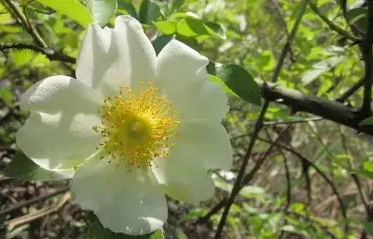 金樱子花有几种颜色