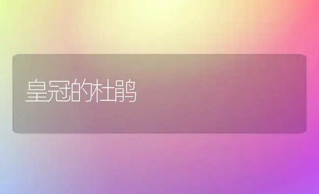 皇冠的杜鹃 | 家庭养花