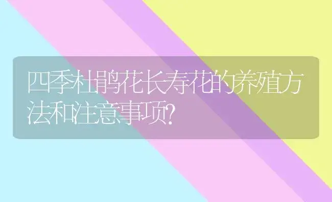 四季杜鹃花长寿花的养殖方法和注意事项？ | 绿植常识