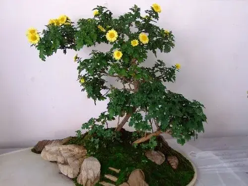 盆景制作 | 不同造型菊花盆景制作方法