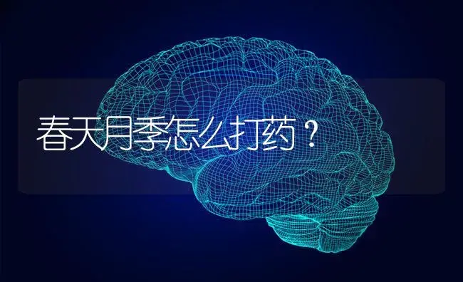 春天月季怎么打药？ | 绿植常识