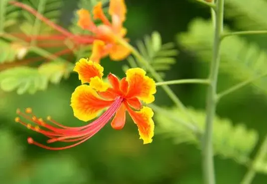 金凤花的花语是什么，金凤花的传说故事/花语逃亡