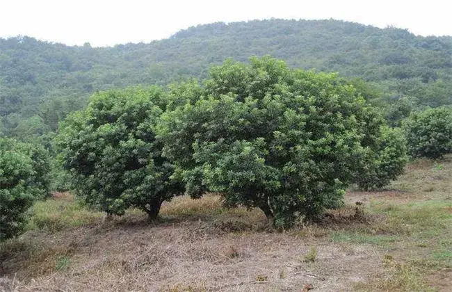 乌梅栽培堤防事项