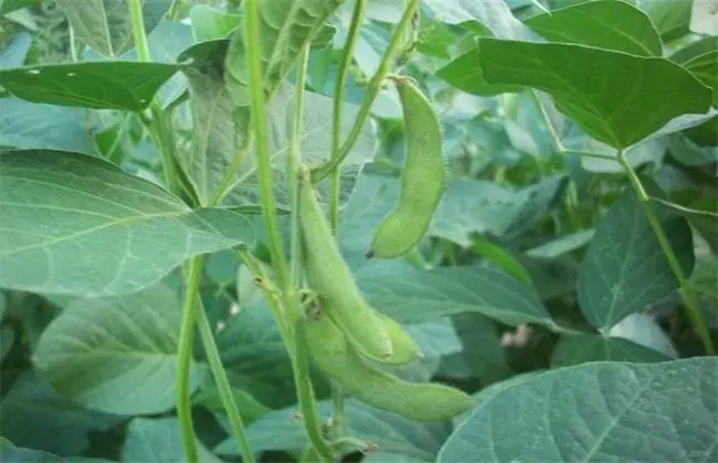 黑豆花荚脱落的预防办法