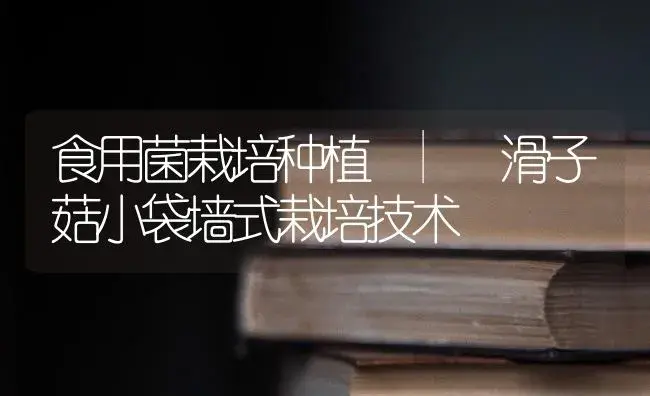 滑子菇小袋墙式栽培技术 | 菌菇种植