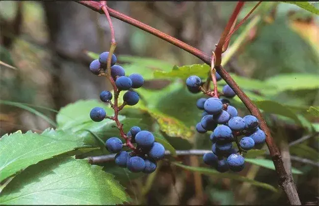 山葡萄栽植需要小心什么