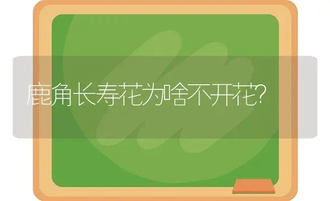 鹿角长寿花为啥不开花？ | 多肉养殖