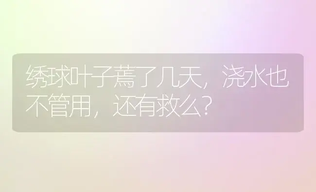 绣球叶子蔫了几天，浇水也不管用，还有救么？ | 绿植常识