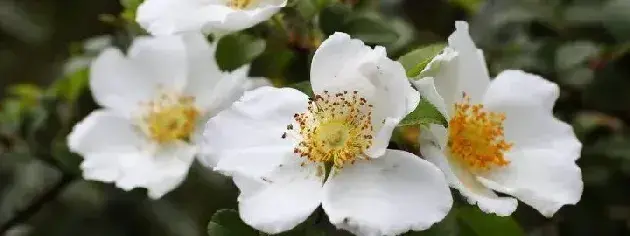 金樱子花有几种颜色