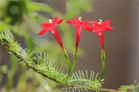 茑萝的花语和植物文化