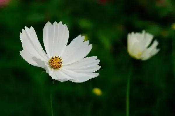 白色格桑花的花语有哪些？