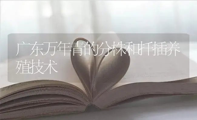广东万年青的分株和扦插养殖技术 | 特种种植
