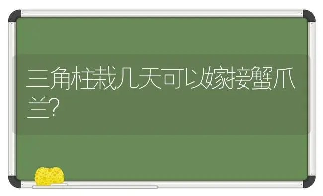 三角柱栽几天可以嫁接蟹爪兰？ | 多肉养殖