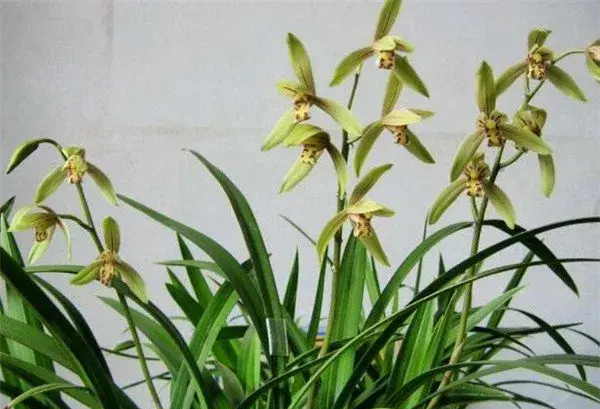 兰花开花时间和图片 兰花的花语寓意介绍
