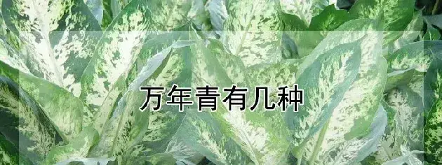 万年青有几种