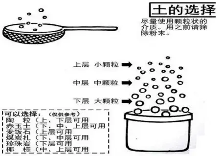 花卉果蔬盆景 | 多肉植物移栽方法图解