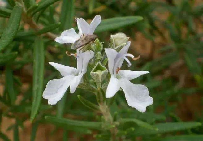 迷迭香什么时候开花，迷迭香花语有哪些？