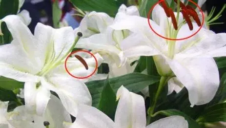 百合花为什么要剪掉花蕊？