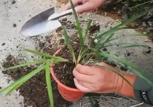 花卉果蔬盆景 | 野生兰花如何上盆 有哪些注意事项