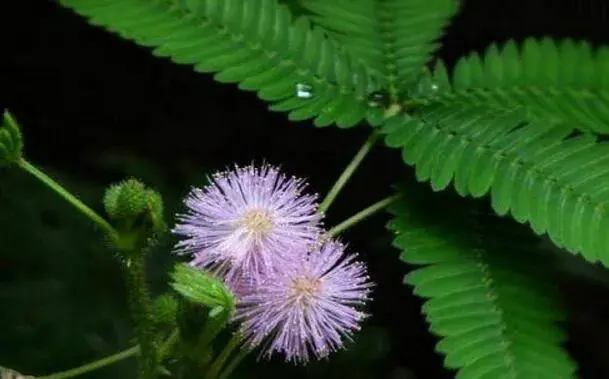 害羞草的花语，害羞草的花期