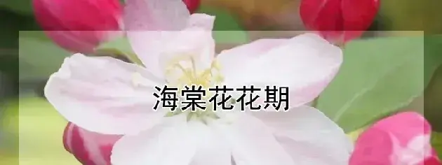 海棠花花期