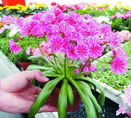 露薇花的花语是什么？