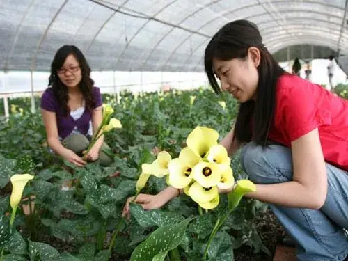 盆栽育苗 | 盆栽马蹄莲繁殖方法