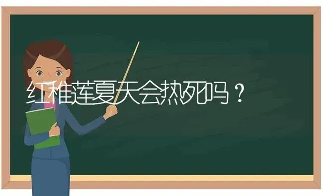 红稚莲夏天会热死吗？ | 多肉养殖