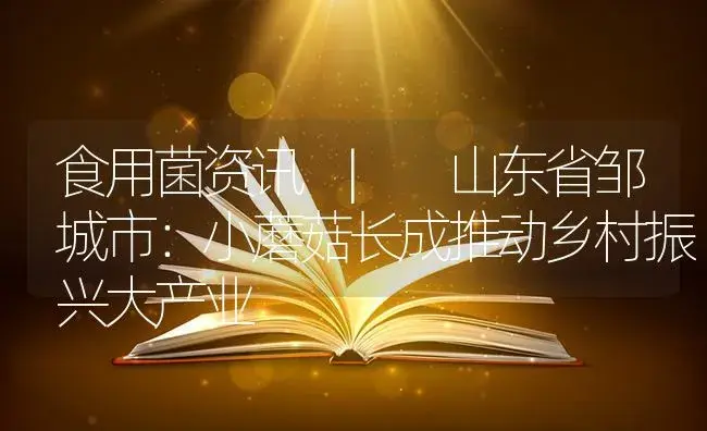 山东省邹城市：小蘑菇长成推动乡村振兴大产业 | 菌菇种植