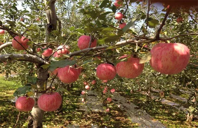 苹果树成长失衡怎样修剪