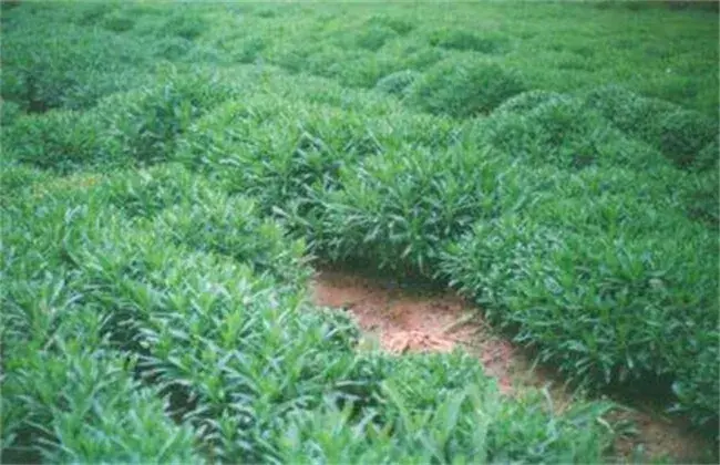 养心菜的种植技术