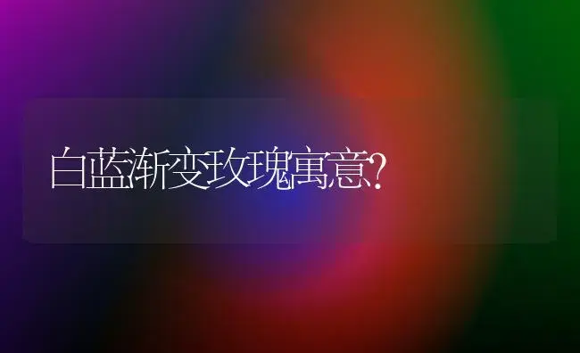 白蓝渐变玫瑰寓意？ | 绿植常识