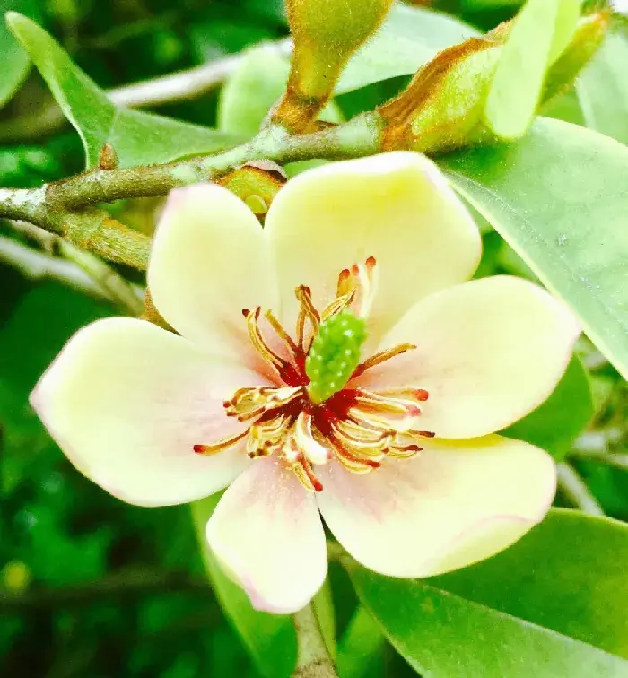 含笑花开在什么时候，含笑花语和传说