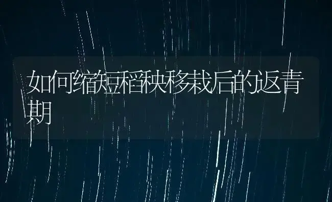 如何缩短稻秧移栽后的返青期 | 农作物种植