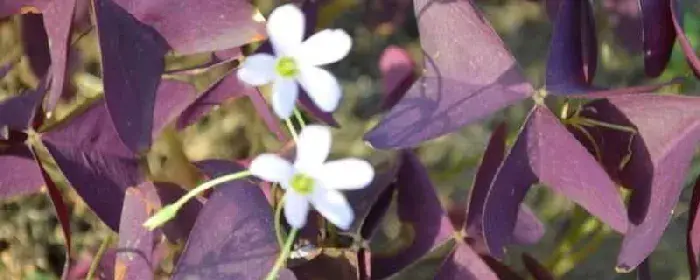 紫叶酢浆草花语 紫叶酢浆草寓意