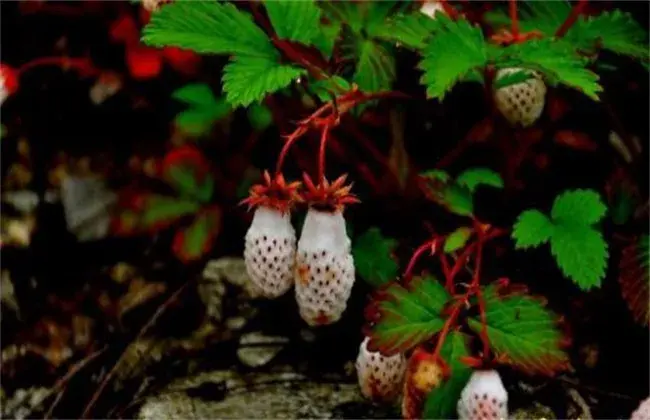 野草莓栽培该怎么管理