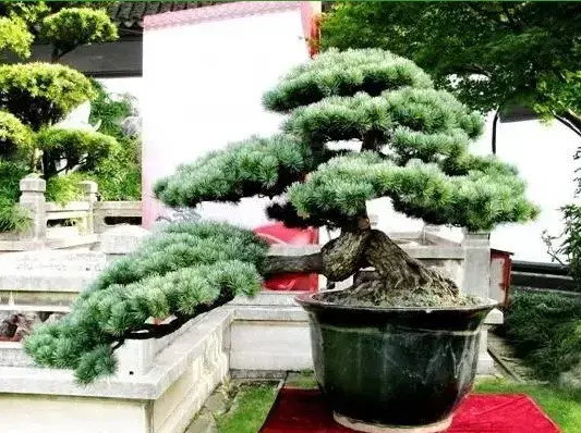 海派盆景 | 海派盆景的传承遭遇困难