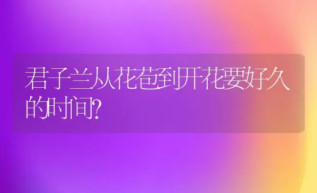 君子兰从花苞到开花要好久的时间？ | 绿植常识