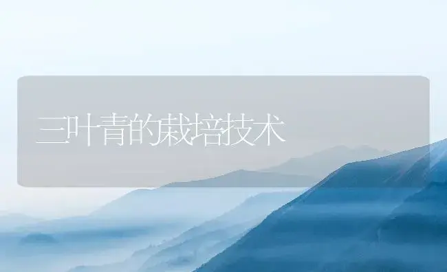 三叶青的栽培技术 | 药材种植