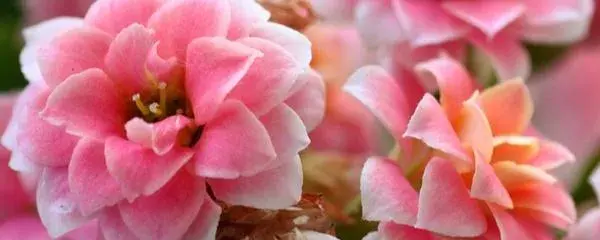 10月份扦插的长寿花还能开花吗？