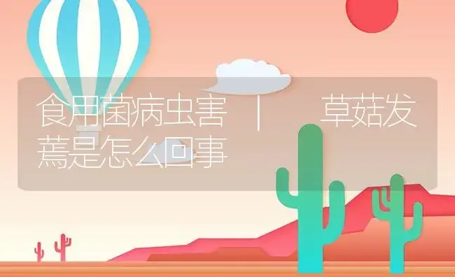 草菇发蔫是怎么回事 | 菌菇种植