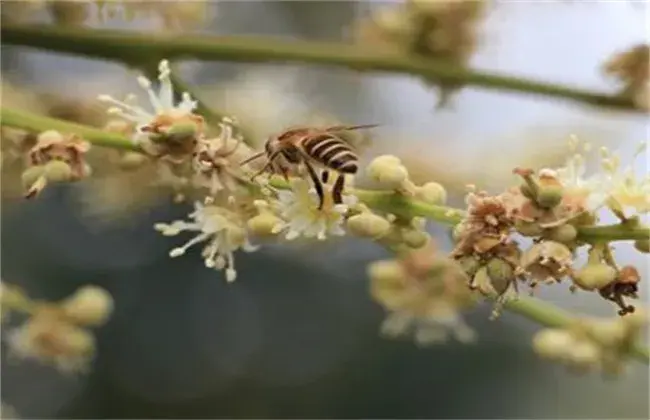 怎样避免龙眼大小年结果