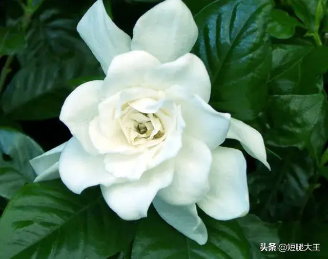 枙子花的养护技巧？