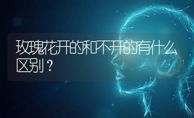 玫瑰花开的和不开的有什么区别？ | 绿植常识