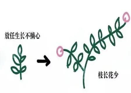 盆栽修剪 | 盆栽矮牵牛如何摘心图解