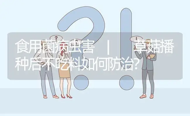 草菇播种后不吃料如何防治? | 菌菇种植